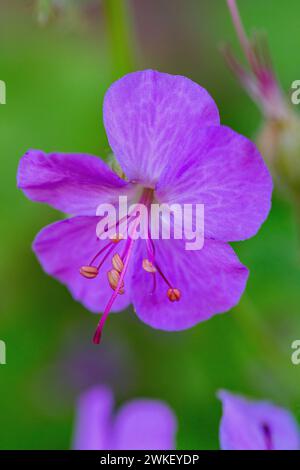 Geranium x cantabrigiense 'Karmina' Stock Photo