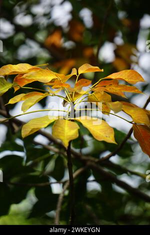 Hevea brasiliensis (Also called Para rubber tree, sharinga tree, seringueira, rubber tree, rubber plant, para) in the field. This plant produces latex Stock Photo