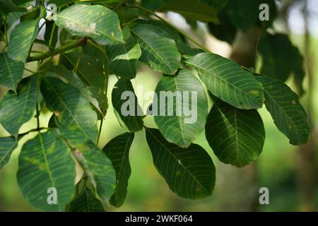 Hevea Brasiliensis (Also Called Para Rubber Tree, Sharinga Tree ...