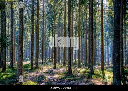Pine trees in the forest Stock Photo