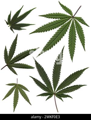 Natural cannabis leaves circle. Marijuana. Green Golden marijuana leaves seamless pattern. Stock Photo