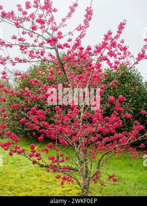 Red flowers adorn the branches of the late winter to early spring blooming flowering cherry, Prunus campanulata 'Felix Jury' Stock Photo