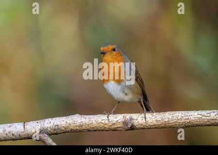 Front view of a wild, UK robin bird (Erithacus rubecula) perching isolated with on a branch, with copy space. Stock Photo