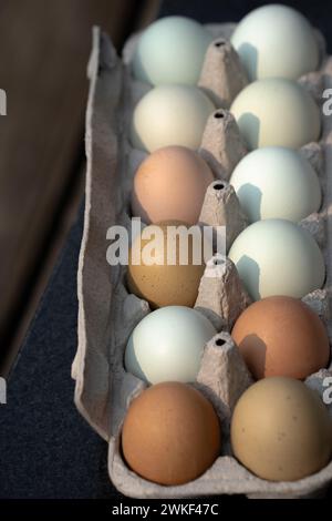 brown and blue eggs in egg carton close up healthy nutritious organic colored eggs in cardboard packaging Stock Photo