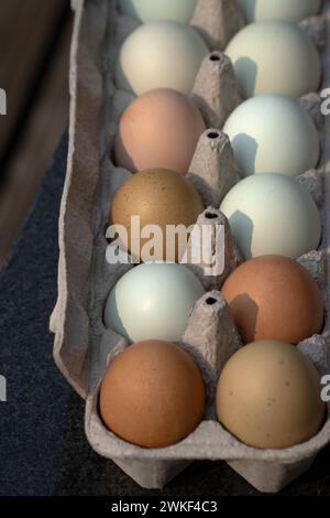 brown and blue eggs in egg carton close up healthy nutritious organic colored eggs in cardboard packaging Stock Photo