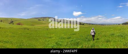 Tourist tramping in green grass fields next to diary farm pastures near Aranga, Te Tai Tokerau / Northland Region, Te Ika-a-Maui / North Island,  Aote Stock Photo