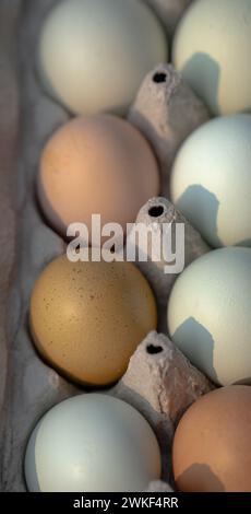 brown and blue eggs in egg carton close up healthy nutritious organic colored eggs in cardboard packaging Stock Photo
