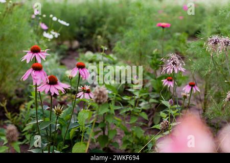 Coneflower blooming by alliums, cosmos and zinnias in summer garden. Echinacea purpurea grows by agastache on flower bed. Gardening. Plant combination Stock Photo