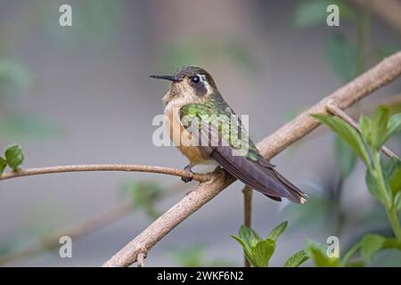 Speckled Hummingbird perched taken without flash in Colombia South America Stock Photo