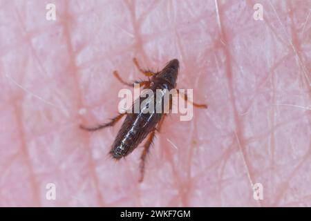 Dog flea (Ctenophalides canis) biting and drinking blood on human skin. Stock Photo