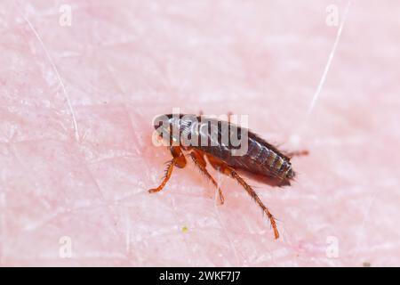 A flea biting on the skin of human hand, drinking blood. A nuisance parasite of domestic animals and humans. A carrier of disease-causing microorganis Stock Photo