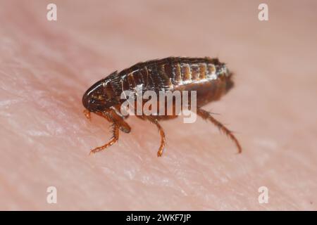 A flea biting on the skin of human hand, drinking blood. A nuisance parasite of domestic animals and humans. A carrier of disease-causing microorganis Stock Photo