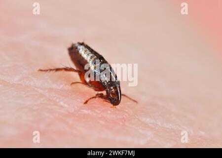 Flea. Insect biting and drinking blood on human skin. Stock Photo