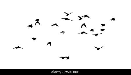 Flying birds silhouette flock. hand drawing. Not AI, Vector illustration Stock Vector