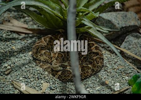 Common Lancehead, is a venomous pit viper species found in Central and South America Stock Photo