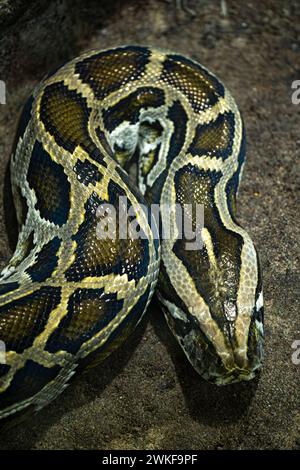 Python bivittatus with close up on its head and skin pattern Stock Photo