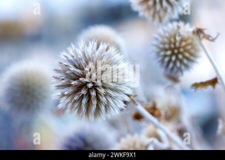 closeup of dried Echinops globe thistle Stock Photo