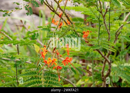 cloudless sulphur butterfly is feeding on peacock flowers Stock Photo