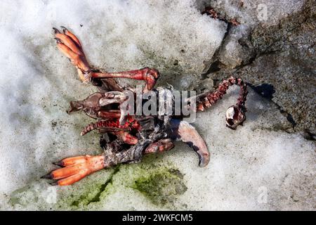 Remains of a young Gentoo Penguin, ( Pygoscelis papua ) killed and eaten by a predatory Skua bird, Anders Island, Antarctic Peninsula, Antarctica Stock Photo