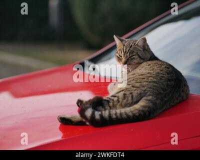 An outdoor cat basks in the sun's rays at sunset. Relaxed cat resting on the hood of a red car. Rovinj, Croatia - February 3, 2024 Stock Photo