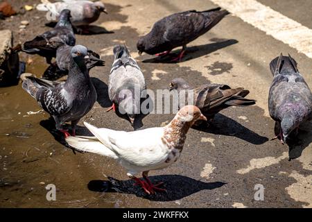 A flock of hungry pigeons lands on urban pavement, scavenging for food amidst cityscape. Feeding time for hungry urban birds Stock Photo