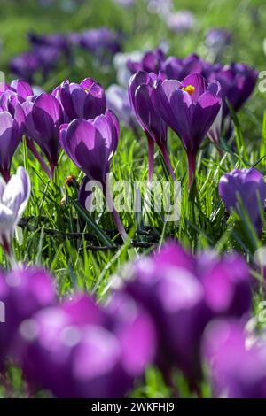 Spring park flowers on grass bathed in sunlight Stock Photo