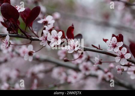 Covered with flowers in Spring. black leaved Plum,, Prunus Nigra Stock Photo