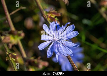 Cichorium intybus Family Asteraceae Genus Cichorium Common chicory wild nature flower Stock Photo