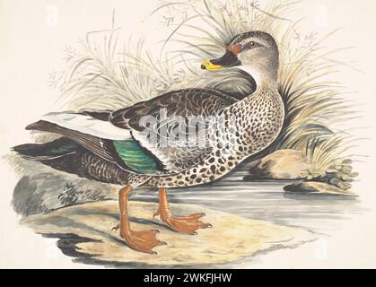 Indian spot-billed duck (Anas poecilorhyncha) by  Gwillim Elizabeth in 1801 Stock Photo
