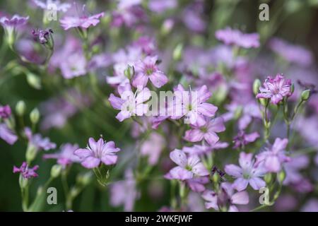 Gypsophila repens, the alpine gypsophila, creeping baby's breath growing in cottage garden Stock Photo