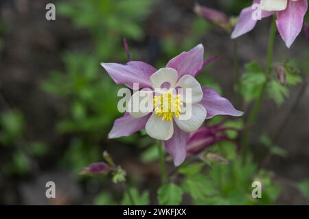 aquilegia pubescens, Sierra Columbine growing in cottage garden, Brownsburg-Chatham, Quebec, Canada Stock Photo