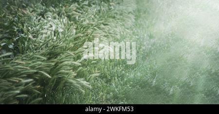Grass field, summer grass background, fresh green grass on the lawn under shining sunbeams. landscape,greenery, lawn, meadow, field. Stock Photo