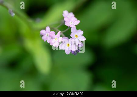 Forget-me-not, Myosotis sylvatica,, close-up shot, very detailed, in a cotage garden Stock Photo