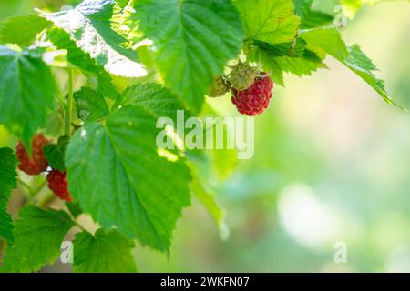 Red sweet berries growing on raspberry bush in fruit garden. Raspberry plant background. Stock Photo