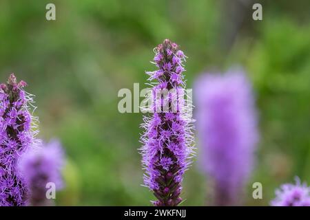 Liatris pycnostachya, Prairie Blazing Star,tall slim lavender colored flower growing in cottage garden Stock Photo