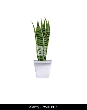 Sansevieria plant in white  pot, vector Stock Vector