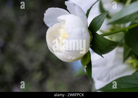 paeonia lactiflora, common garden peony growing in cottage garden, Brownsburg-Chatham, Quebec, Canada Stock Photo