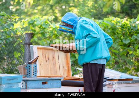 Inspection of Bee Colonies Stock Photo - Alamy