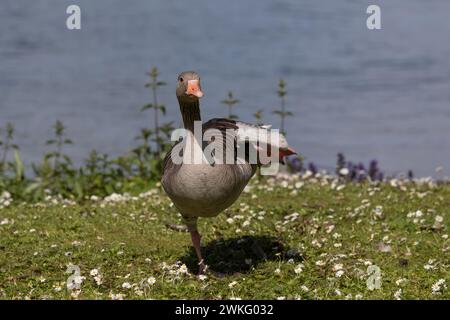 Wild goose standing on one leg on green grass with small white summer flowers. Water background and sunny day Stock Photo
