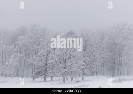 Trees in snowy scene with mist in background. Field with fence poles in foreground. Stock Photo