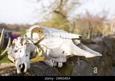 Dried out animal skulls on a stone wall in Massachusetts, USA. Stock Photo