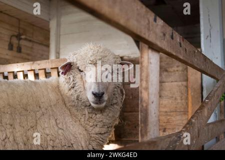 A sheep in a pen looks at camera on farm in Massachusetts, USA. Stock Photo