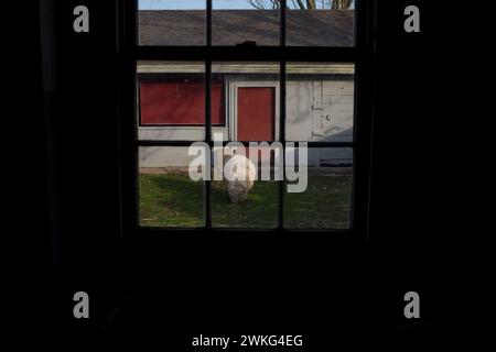 A sheep seen through a window on farm in Massachusetts, USA. Stock Photo