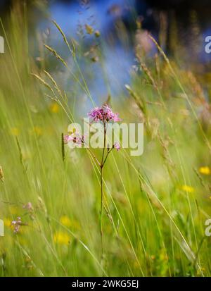 Ragged-Robin among meadow grasses in a Sussex meadow. Stock Photo