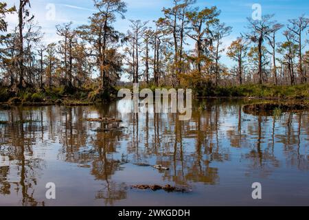 Three alligators in a swamp near New Orleans, Louisiana, January Stock Photo