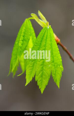 Vine maple (Acer circinatum) leaf along McKenzie River National Recreation Trail, Willamette National Forest, Oregon Stock Photo