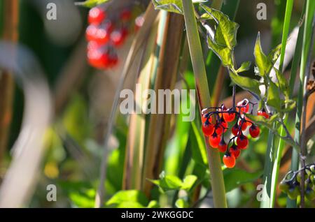 Bittersweet nightshade berries Stock Photo