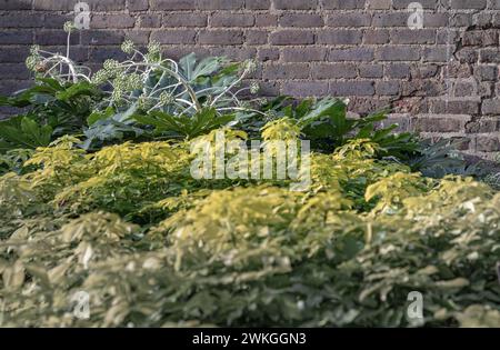 Japanese Aralia (Paper plant) or Fatsia japonica 'Spider's Web' full blossom with Brick wall background. Spherical umbels of tiny white flowers and la Stock Photo