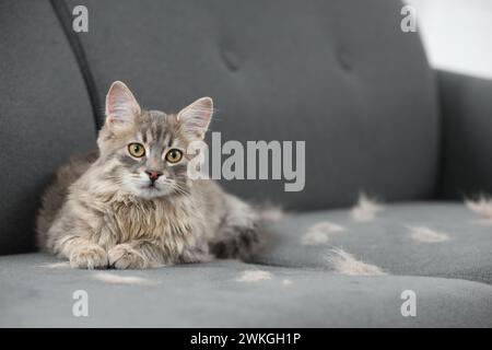 Pet shedding. Cute cat with lost hair on grey sofa, space for text Stock Photo