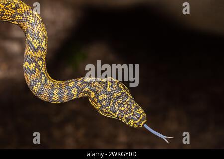 Australian Carpet Diamond Python Intergrade Stock Photo